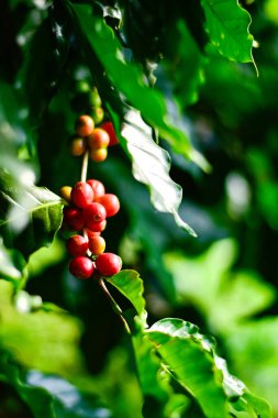 Kahve ağacı dalındaki kırmızı ve yeşil kahve kirazları, Arabica kahve çiftliği, Chiang Rai, Tayland.