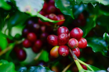 Kahve ağacı dalındaki kırmızı ve yeşil kahve kirazları, Arabica kahve çiftliği, Chiang Rai, Tayland.