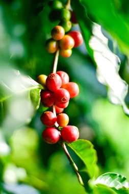 Kahve ağacı dalındaki kırmızı ve yeşil kahve kirazları, Arabica kahve çiftliği, Chiang Rai, Tayland.