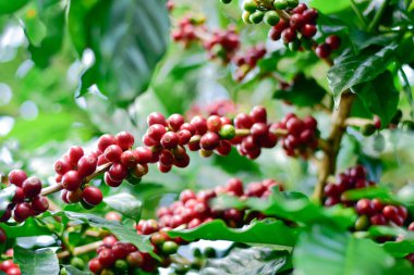 Kahve ağacı dalındaki kırmızı ve yeşil kahve kirazları, Arabica kahve çiftliği, Chiang Rai, Tayland.