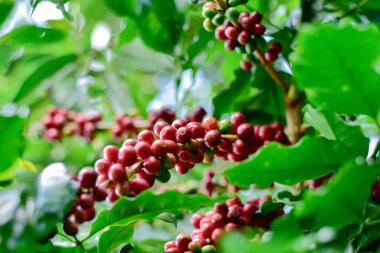 Kahve ağacı dalındaki kırmızı ve yeşil kahve kirazları, Arabica kahve çiftliği, Chiang Rai, Tayland.