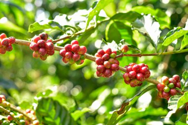Kahve ağacı dalındaki kırmızı ve yeşil kahve kirazları, Arabica kahve çiftliği, Chiang Rai, Tayland.