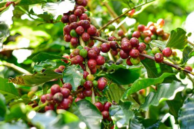Kahve ağacı dalındaki kırmızı ve yeşil kahve kirazları, Arabica kahve çiftliği, Chiang Rai, Tayland.