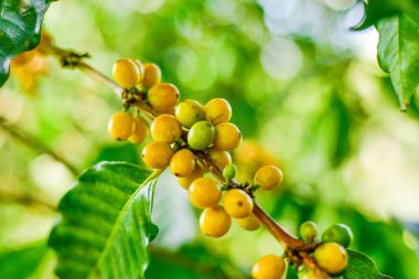 Chiang Rai, Tayland 'daki Arabica Kahve Çiftliği' nde Sarı Kahve Kirazları.