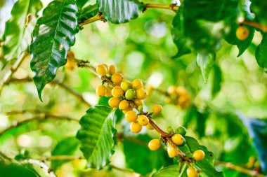 Chiang Rai, Tayland 'daki Arabica Kahve Çiftliği' nde Sarı Kahve Kirazları.
