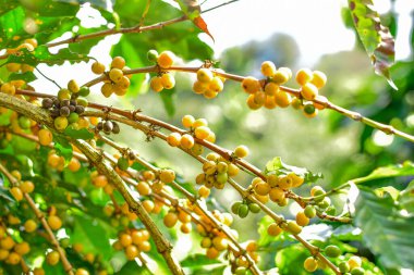 Chiang Rai, Tayland 'daki Arabica Kahve Çiftliği' nde Sarı Kahve Kirazları.