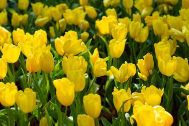 Sarı lale Bahar Bahçesinde Çiçek açıyor