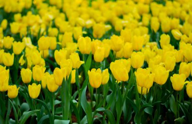 Sarı lale Bahar Bahçesinde Çiçek açıyor