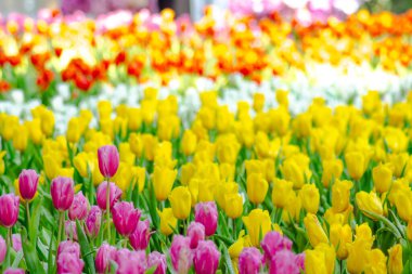 Sarı lale Bahar Bahçesinde Çiçek açıyor