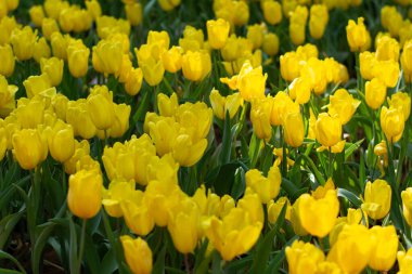 Sarı lale Bahar Bahçesinde Çiçek açıyor