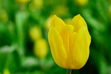 Sarı lale Bahar Bahçesinde Çiçek açıyor