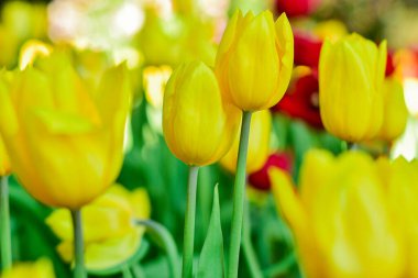 Sarı lale Bahar Bahçesinde Çiçek açıyor
