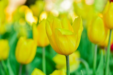 Sarı lale Bahar Bahçesinde Çiçek açıyor