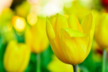 Sarı lale Bahar Bahçesinde Çiçek açıyor