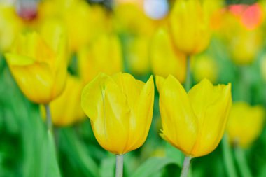 Sarı lale Bahar Bahçesinde Çiçek açıyor