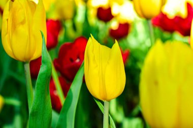 Sarı lale Bahar Bahçesinde Çiçek açıyor