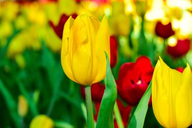 Sarı lale Bahar Bahçesinde Çiçek açıyor