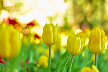 Sarı lale Bahar Bahçesinde Çiçek açıyor