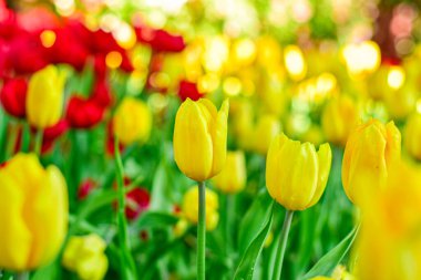 Sarı lale Bahar Bahçesinde Çiçek açıyor