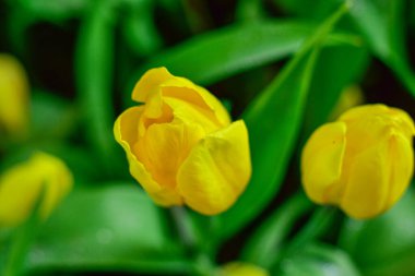 Sarı lale Bahar Bahçesinde Çiçek açıyor
