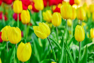 Sarı lale Bahar Bahçesinde Çiçek açıyor
