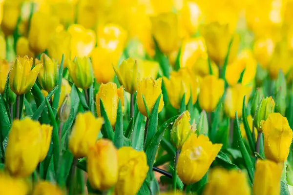Sarı lale Bahar Bahçesinde Çiçek açıyor