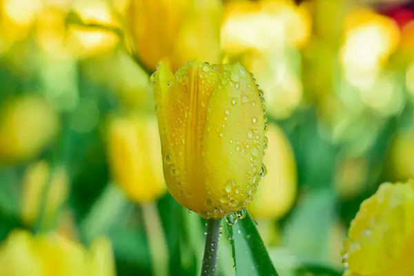 Sarı lale Bahar Bahçesinde Çiçek açıyor
