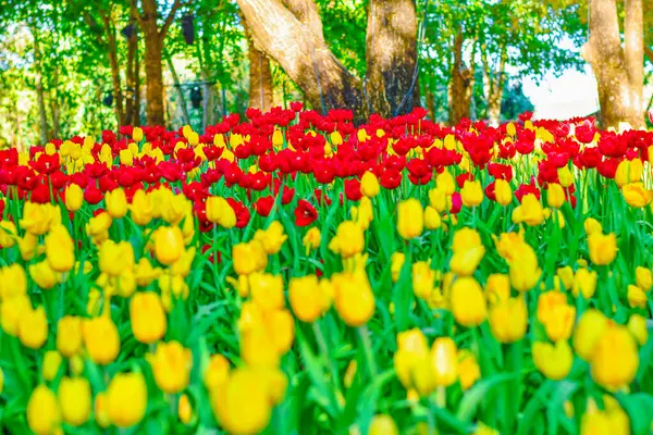 Sarı lale Bahar Bahçesinde Çiçek açıyor