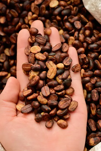 Bal işliyor kahve çekirdekleri güneşin altında kuruyor, hamuru ve mukoza mayası olarak sarımsı kahverengi bir renk geliştiriyor..