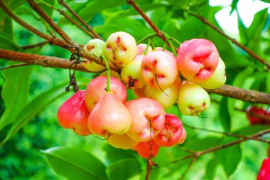 Tropikal Bahçedeki Ağaçta Taze Elmalar Asılı Taze Gül Elmaları.