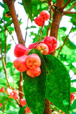 Tropikal Bahçedeki Ağaçta Taze Elmalar Asılı Taze Gül Elmaları.