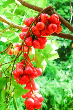 Tropikal Bahçedeki Ağaçta Taze Elmalar Asılı Taze Gül Elmaları.