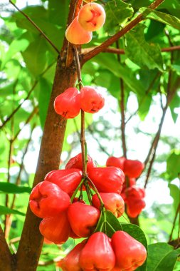 Tropikal Bahçedeki Ağaçta Taze Elmalar Asılı Taze Gül Elmaları.
