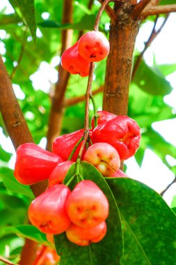 Tropikal Bahçedeki Ağaçta Taze Elmalar Asılı Taze Gül Elmaları.