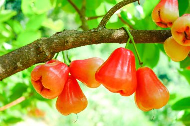 Tropikal Bahçedeki Ağaçta Taze Elmalar Asılı Taze Gül Elmaları.