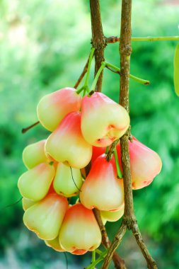 Tropikal Bahçedeki Ağaçta Taze Elmalar Asılı Taze Gül Elmaları.