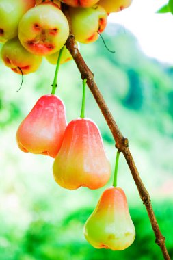 Tropikal Bahçedeki Ağaçta Taze Elmalar Asılı Taze Gül Elmaları.