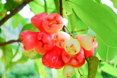 Tropikal Bahçedeki Ağaçta Taze Elmalar Asılı Taze Gül Elmaları.