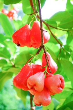 Tropikal Bahçedeki Ağaçta Taze Elmalar Asılı Taze Gül Elmaları.