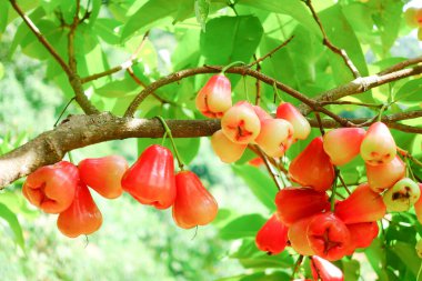 Tropikal Bahçedeki Ağaçta Taze Elmalar Asılı Taze Gül Elmaları.