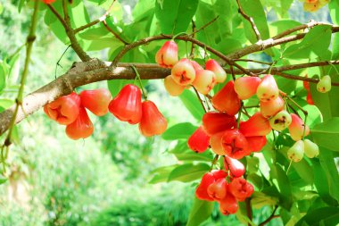 Tropikal Bahçedeki Ağaçta Taze Elmalar Asılı Taze Gül Elmaları.