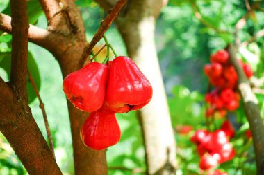 Tropikal Bahçedeki Ağaçta Taze Elmalar Asılı Taze Gül Elmaları.
