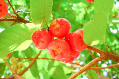 Tropikal Bahçedeki Ağaçta Taze Elmalar Asılı Taze Gül Elmaları.