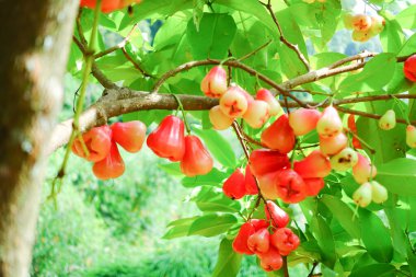 Tropikal Bahçedeki Ağaçta Taze Elmalar Asılı Taze Gül Elmaları.
