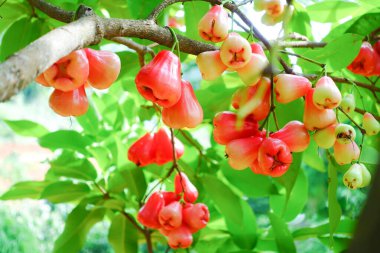 Tropikal Bahçedeki Ağaçta Taze Elmalar Asılı Taze Gül Elmaları.