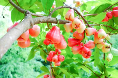 Tropikal Bahçedeki Ağaçta Taze Elmalar Asılı Taze Gül Elmaları.