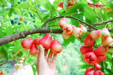 Tropikal Bahçedeki Ağaçta Taze Elmalar Asılı Taze Gül Elmaları.