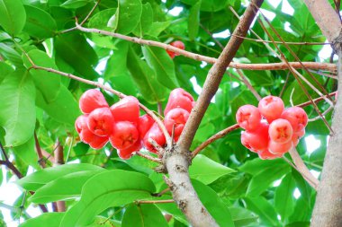 Tropikal Bahçedeki Ağaçta Taze Elmalar Asılı Taze Gül Elmaları.