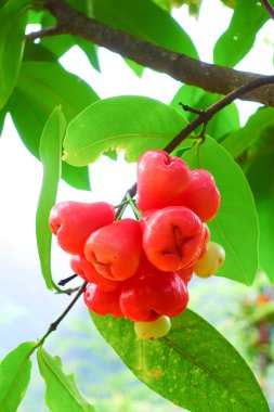 Tropikal Bahçedeki Ağaçta Taze Elmalar Asılı Taze Gül Elmaları.