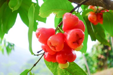 Tropikal Bahçedeki Ağaçta Taze Elmalar Asılı Taze Gül Elmaları.
